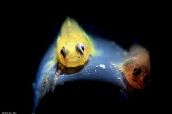 Two colors
Location :Lembeh Indonesias
Canon 5dsr
Cano... by Yung Sen Wu 